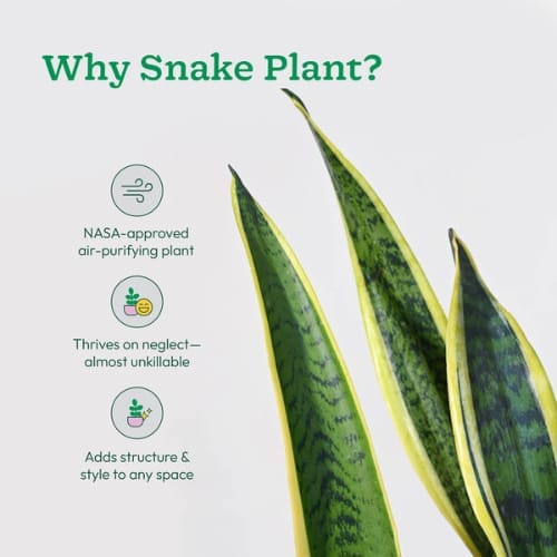 Sansevieria Gold Flame Snake Plant Air Purifier Indoor Lucky Plant For Living Room, Bedroom, Office, Home, And Graden Decor