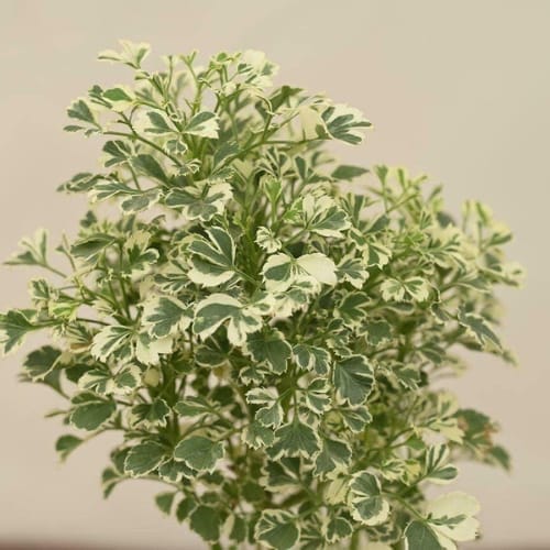 Aralia Variegated Mini Plant Air Purifier Indoor Lucky Plant For Living Room, Bedroom, Office, Home, And Graden Decor -Easy Care