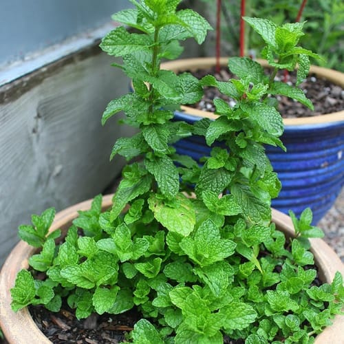 Pudina Mint Mentha Herb Refreshing Fragrance   Plant  ideal for home gardening and adds freshness, flavor, and greenery to any space.