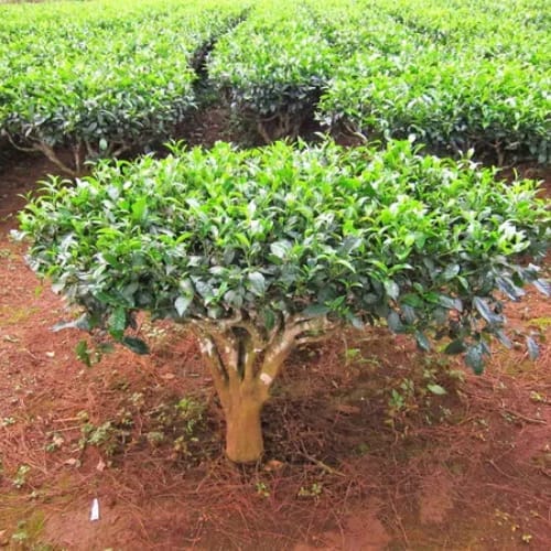 Refreshing Darjeeling Tea  Plant & Tree For Home Garden (Pack Of 1)