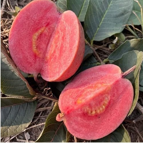 Malaysian Red Guava Grafting Fruit  Plant (Height 1.5-2 Feet) deep red flesh, sweet flavor 1 Healthy Plant For Home Garden