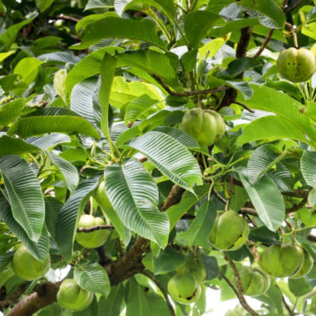 All Time Chalta/ Elephant Apple Fruit  Plant (Height  1-2 Feet )  1 Fresh  Healthy Plant For Home Garden