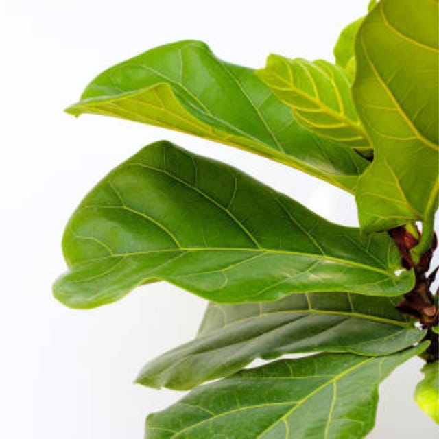 Fiddle Leaf  Fig Plant - Bambino Air Purifier Indoor Lucky Plant For Living Room, Bedroom, Office, Home, And Graden Decor Easy Care
