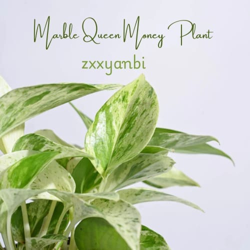 Marble Queen Money Plant Air Purifier Indoor Lucky Plant For Living Room, Bedroom, Office, Home, And Graden Decor Easy Care