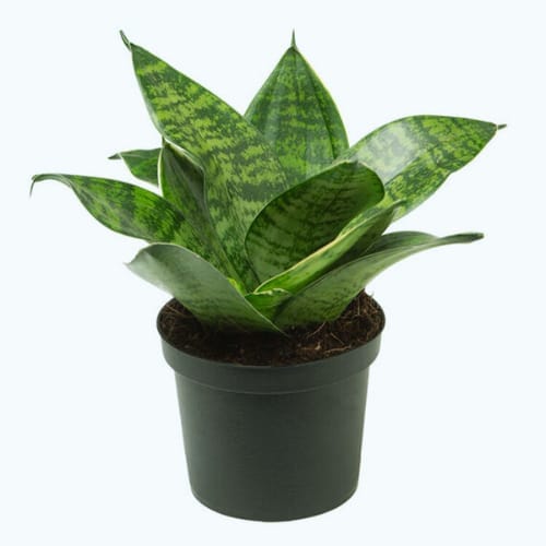 Snake plant Green  Air Purifier Indoor Lucky Plant For Living Room, Bedroom, Office, Home, And Graden Decor Easy Care