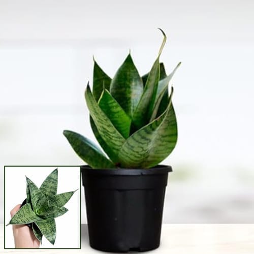 Snake plant Green Air Purifier Indoor Lucky Plant For Living Room, Bedroom, Office, Home, And Graden Decor Easy Care
