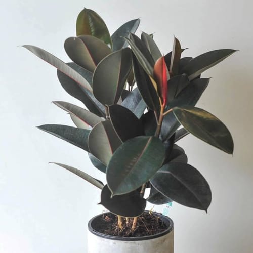 Rubber plant  Air Purifier  Indoor Lucky Plant For Living Room, Bedroom, Office, Home, And Graden Decor Easy Care