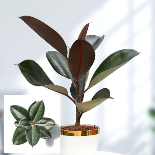 Rubber plant  Air Purifier  Indoor Lucky Plant For Living Room, Bedroom, Office, Home, And Graden Decor Easy Care