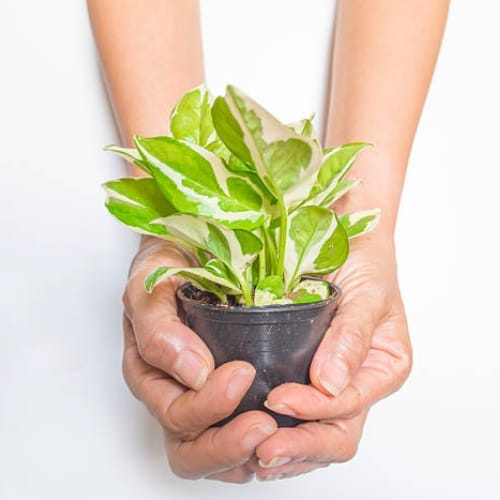Money plant N'Joy  Air Purifier Indoor Lucky Plant For Living Room, Bedroom, Office, Home, And Graden Decor Easy Care