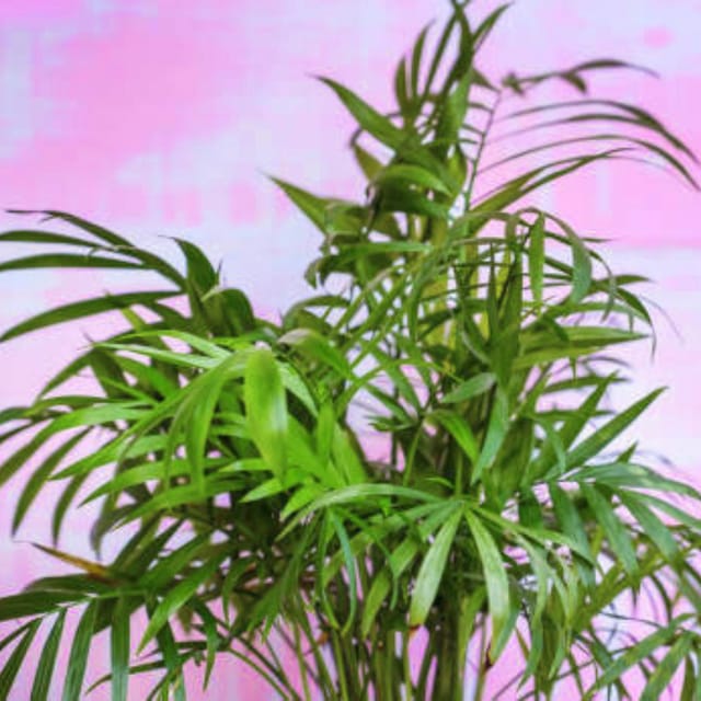 Areca plam plant Air Purifier Indoor Lucky Plant For Living Room, Bedroom, Office, Home, And Graden Decor