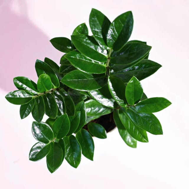 ZZ Green Plant Air Purifier Indoor Lucky Plant For Living Room, Bedroom, Office, Home, Decor Easy Care