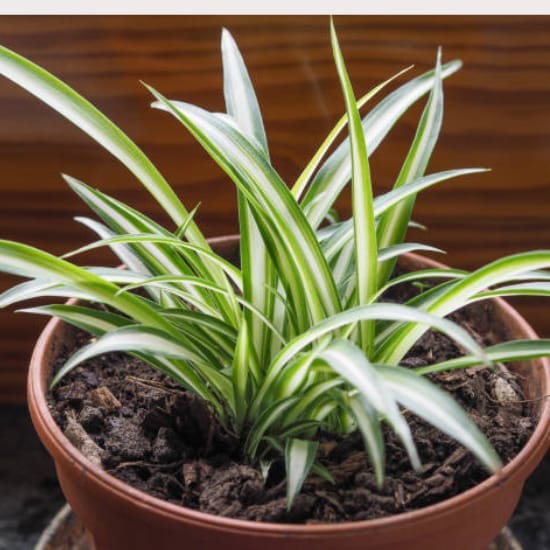 Spider Plant Air Purifier Indoor Lucky Plant For Living Room, Bedroom, Office, Home, And Graden Decor  Easy Care