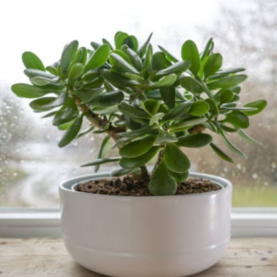 Jade Plant Air Purifier Indoor Lucky Plant For Living Room, Bedroom, Office, Home, And Graden Deco