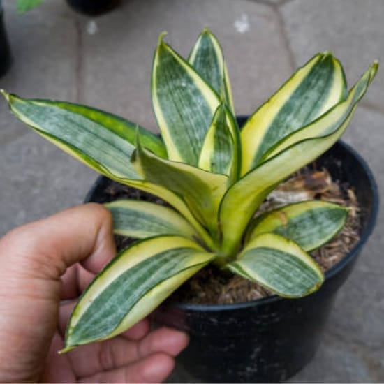 Snake Plant - Golden Hahnii  Air Purifier Indoor Lucky Plant For Living Room, Bedroom, Office, Home, And Graden Decor