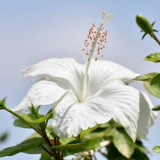White Colour Hibiscus Joba  Flower  Plant (Height 1-1.5 Feet) For Home Garden
