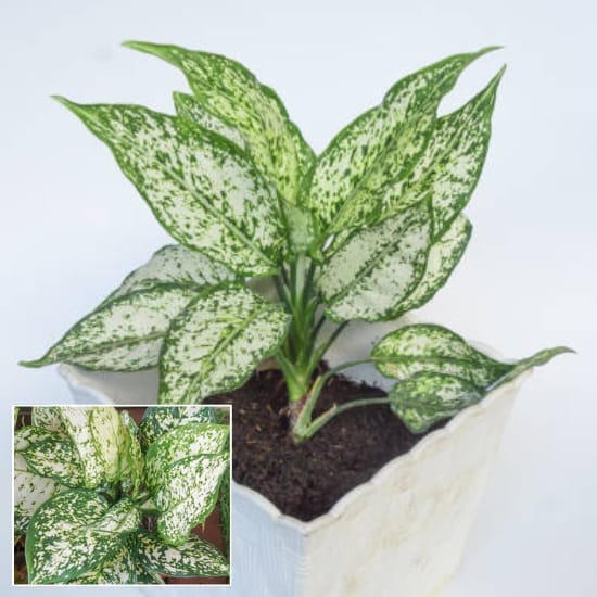 Aglaonema Snow White air-purifying Indoor Plant 1 Healthy Plant For Home Decer