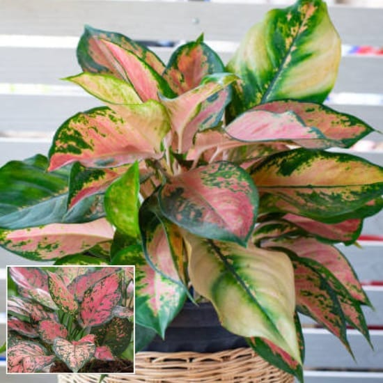 Aglaonema Pink Beauty air-purifying Indoor Plant 1 Healthy Plant For Home Decer