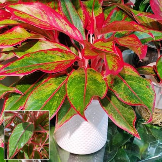 Aglaonema Red Lipstick Plant| air-purifying qualities, 1 Healthy Plant For Home Garden