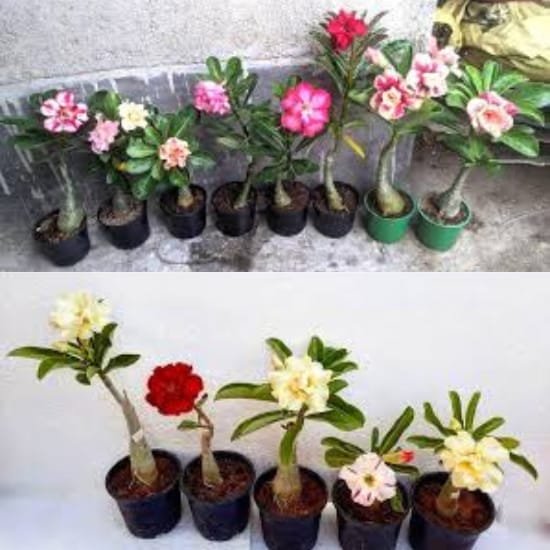 ZXXYANBI Adenium Rose Variety Grafting Flower  Plant (Height 1-1.5 Feet)  For Home Garden