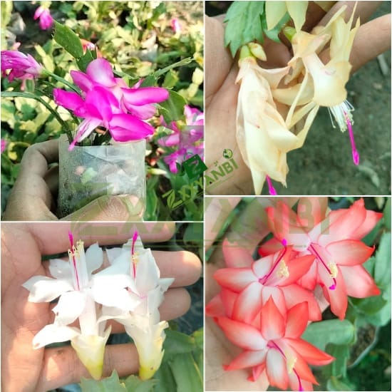 ZXXYANBI Pack Of-4 Original Zygo Cactus Christmas Cactus Plant for Indoor Home Garden