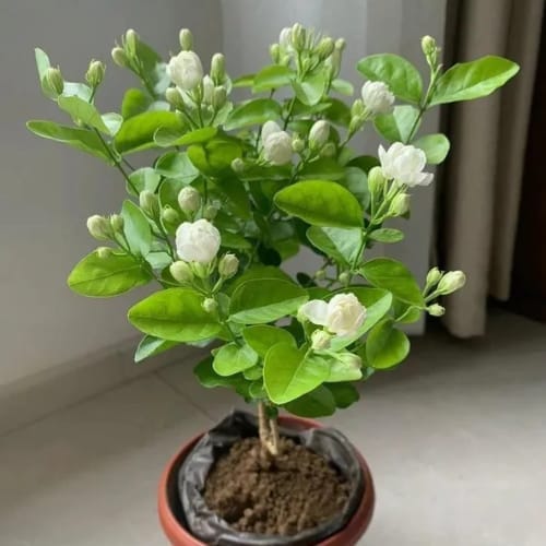 Arabian Jasmine (Bell Full -Double Petal ) Flower  Plant (Height 1-1.5 Feet) Bell Full 1 Healthy beautiful and fragrant flowering choice for gardeners