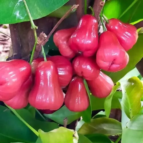 Thai Pink Water Apple Jamrul Fruit Layering/Grafted   Plant (Height 1-2 Feet) 1 Healthy Plant For Home Garden