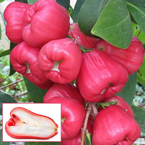 Thai Pink Water Apple Jamrul Fruit Layering/Grafted   Plant (Height 1-2 Feet) 1 Healthy Plant For Home Garden