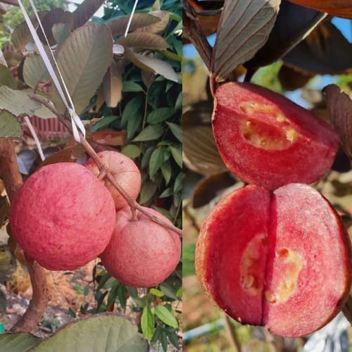 Thailand Red Guava Grafting Fruit  Plant  (Height 1.5-2 Feet) red flesh that is sweet, juicy, 1 Healthy Plant For Home Garden
