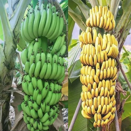 Grand Nine G9 Banana Tissue Cultured Fruit  Plant (Height 1.5-2 Feet) Fast-growing variety ideal For Home Garden Take