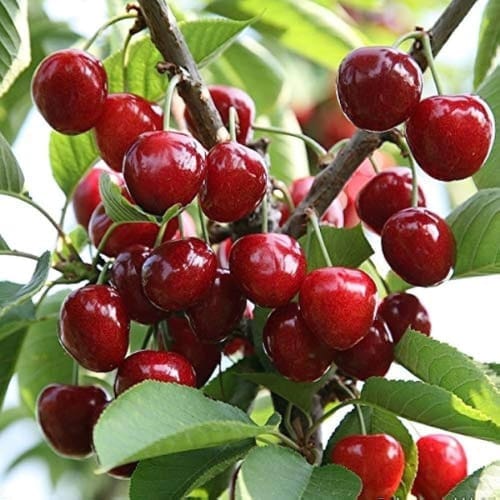 Apple Sylvia Cherry Grafted Fruit  Plant (Height 1.5-2 Feet) deep red fruit with excellent flavor and crisp texture, 1 Healthy Plant For Home Garden Take