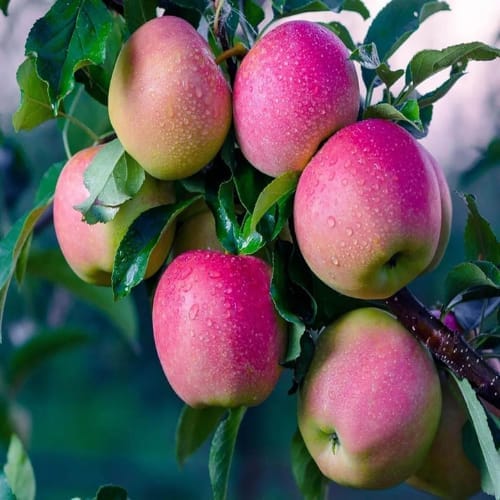 Pink Lady Apple Seb Grafted Fruit  Plant (Height 1.5-2 Feet) Fruits After 1 Year, For Home Garden Take