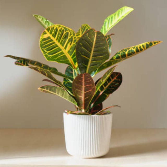 Croton Petra Air Purifier Indoor Lucky Plant For Living Room, Bedroom, Office, Home, And Graden Decor Easy Care