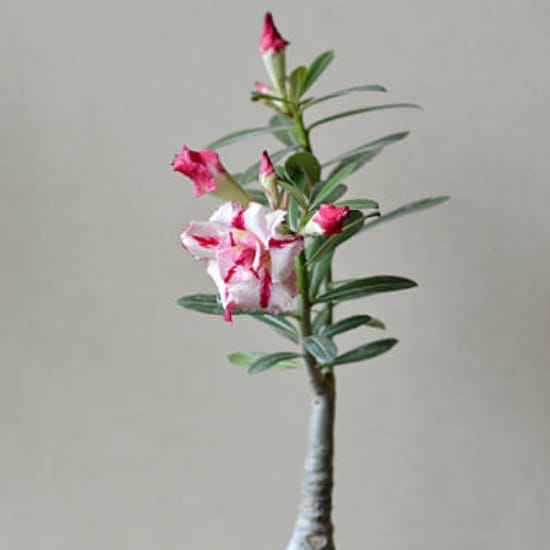 Adenium Desert Rose Grafted Flower  Plant For Home Garden