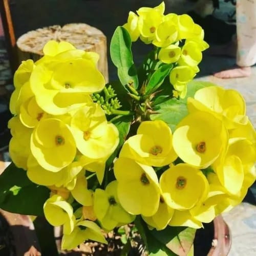 Euphorbia (Yellow) Milli Flower  Plant (Height 1-1.5 Feet) For Home Garden Take