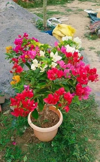 Rare Multicolour Grafted  Bougainvillea  Plant 5 To 6 Flower Colour Plant (Height 1-1.5 Feet) For Home Garden