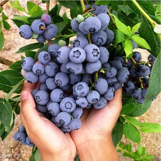 Blueberry Fruit  Plant (Height 1-1.5 Feet) Blueberries sweet-tart flavor and high antioxidant content, For Home Garden