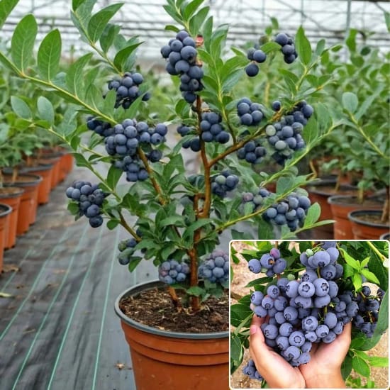 Blueberry Fruit Plant (Height 1-1.5 Feet) Blueberries sweet-tart flavor and high antioxidant content, For Home Garden