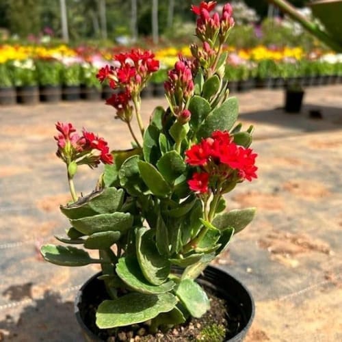 Kalanchoe (Red) Flower  Plant (Height 1.5-2 Feet) For Home Garden Take