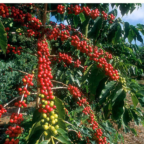 Coffee Fruit Layering/ Grafted  Plant (Height 1-1.5 Feet) 1 Healthy Coffee Tree For Home Garden