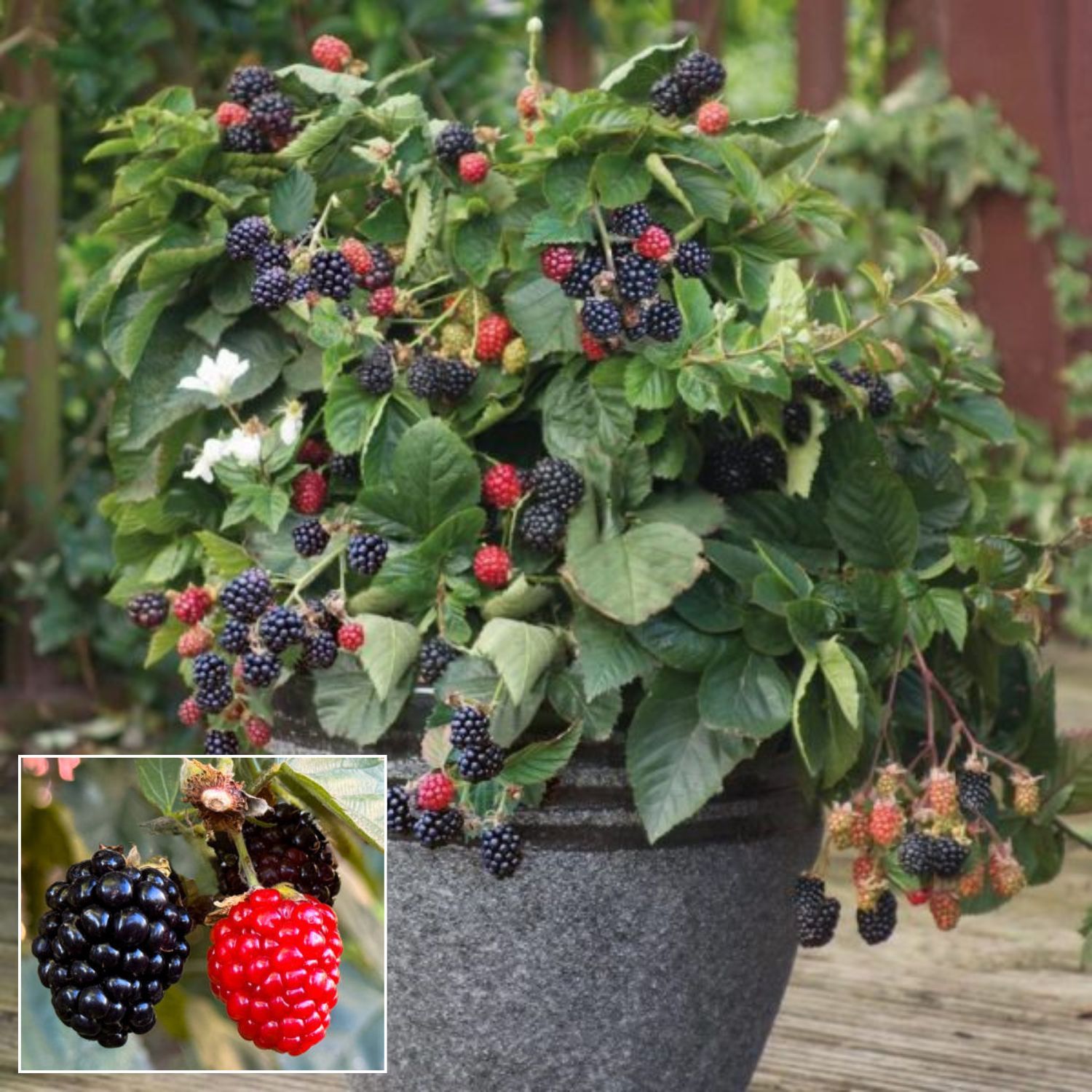 Blackberry Fruit Plant (Height 1-1.5 Feet ) 1 Healthy Fresh Plant For Home Garden