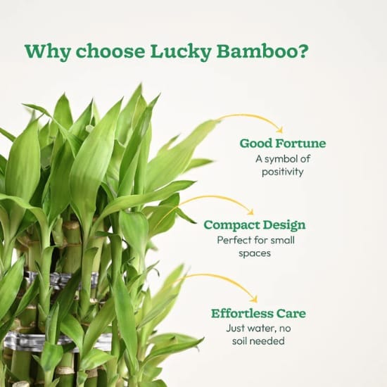 Lucky Bamboo Plant - 3 Layer (With Bamboo  Pot)  Vastu-friendly  Air Purifier Indoor  Lucky Plant For Living Room, Bedroom, Office, Home,  Decor