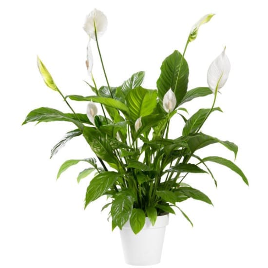 Peace Lily Plant Air Purifier Indoor Plants  Lucky Plant For Living Room, Bedroom, Office, Home, And Graden Decor