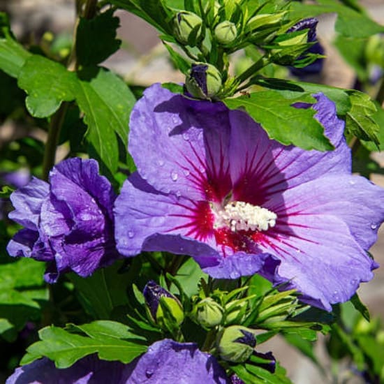 Purple Colour Hibiscus Joba Gudhal  Flower Plant Plant (Height 1-1.5 Feet) For Home Garden