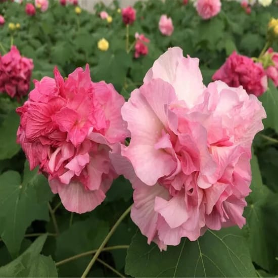Double Petal Cotton Rose Hibiscus Mutabilis Color Chinging  Flower  Plant (Height 1-1.5 Feet) For Home Garden