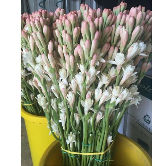 White Beauty Rajnigondha Flower Plant Blubs Hybrid "(Pack Of -4 Pics ) graceful flower spikes and very sweet perfume, For Home Garden Take