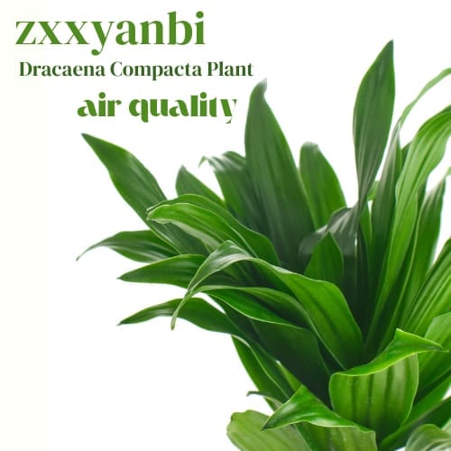 Dracaena Compacta Air Purifier Indoor Lucky Plant For Living Room, Bedroom, Office, Home, And Graden Decor - 1 Healthy Plant For Home Garden