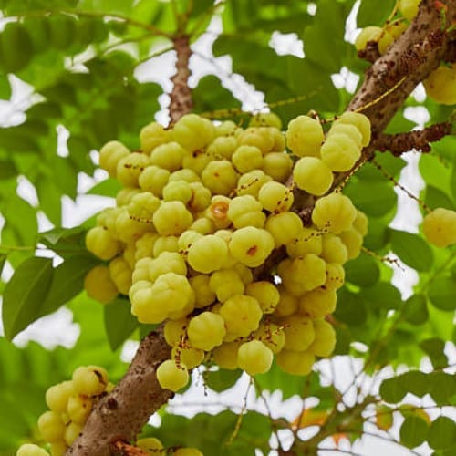 Hybrid  Star Gooseberry Grafted Fruit  Plant (Height 1-1.5 Feet ) For Home Garden  (Pack Of -1)