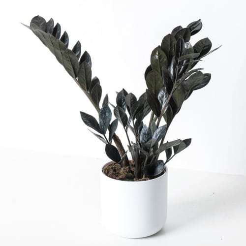 Zamia ZZ Black Plant Air Purifier Indoor Lucky Plant For Living Room, Bedroom, Office, Home, And Graden Decor Easy-Care