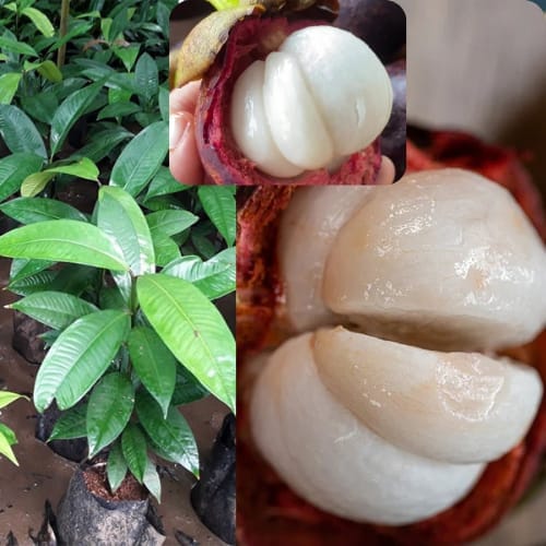 Mangosteen Fruit Layering/Grafted  Plant (Height 1-2 Feet) For Home Garden