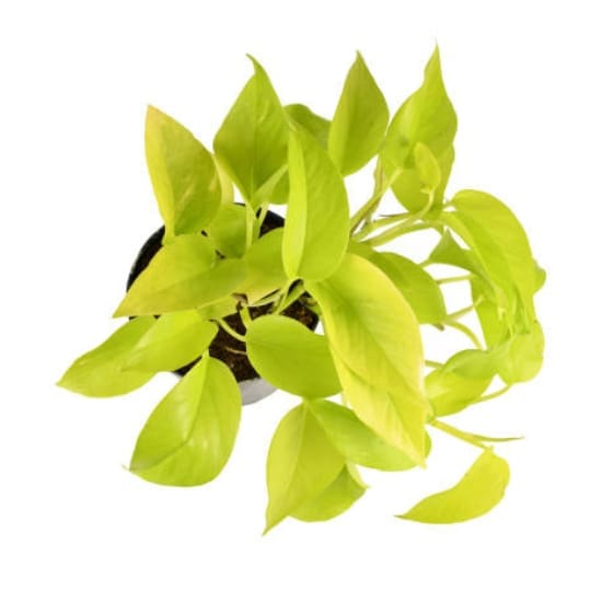 Money Plant Golden Air Purifier Indoor Plants Lucky Plant For Living Room, Bedroom, Office, Home, And Graden Decor